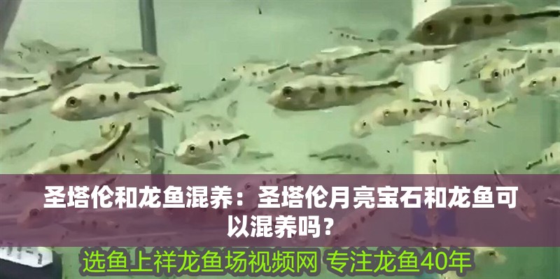 圣塔倫和龍魚混養(yǎng)：圣塔倫月亮寶石和龍魚可以混養(yǎng)嗎？ 圣塔倫和龍魚混養(yǎng)：圣塔倫月亮寶石和龍魚可以混養(yǎng)嗎？ 龍魚百科