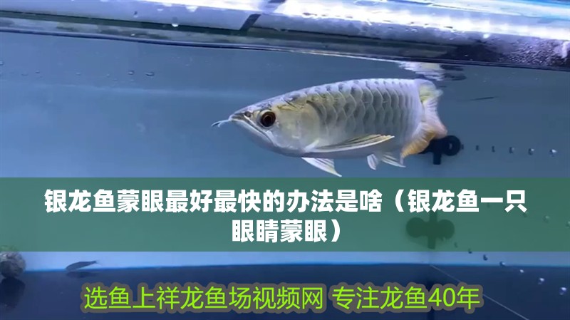 銀龍魚蒙眼最好最快的辦法是啥（銀龍魚一只眼睛蒙眼）