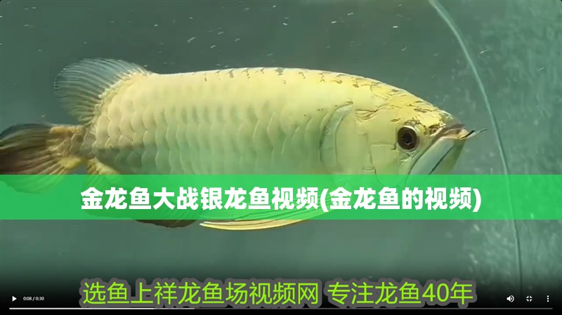 金龍魚大戰銀龍魚視頻(金龍魚的視頻) 金龍魚大戰銀龍魚視頻(金龍魚的視頻) 銀龍魚百科