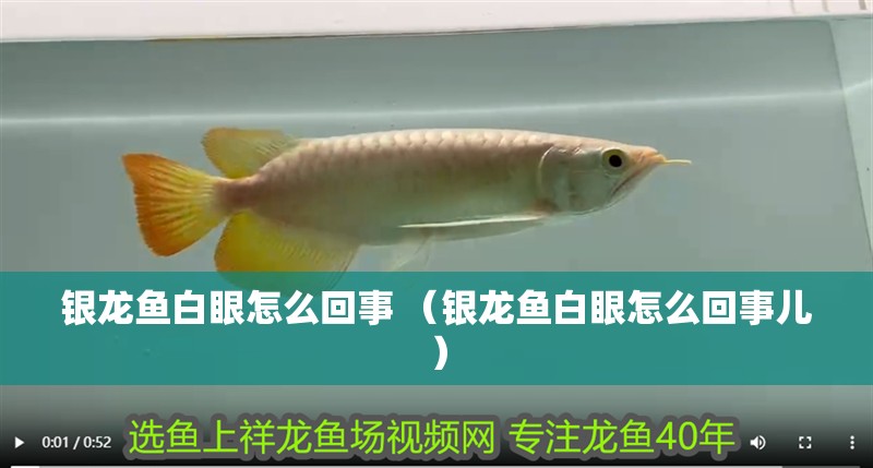 銀龍魚(yú)白眼怎么回事 （銀龍魚(yú)白眼怎么回事兒）