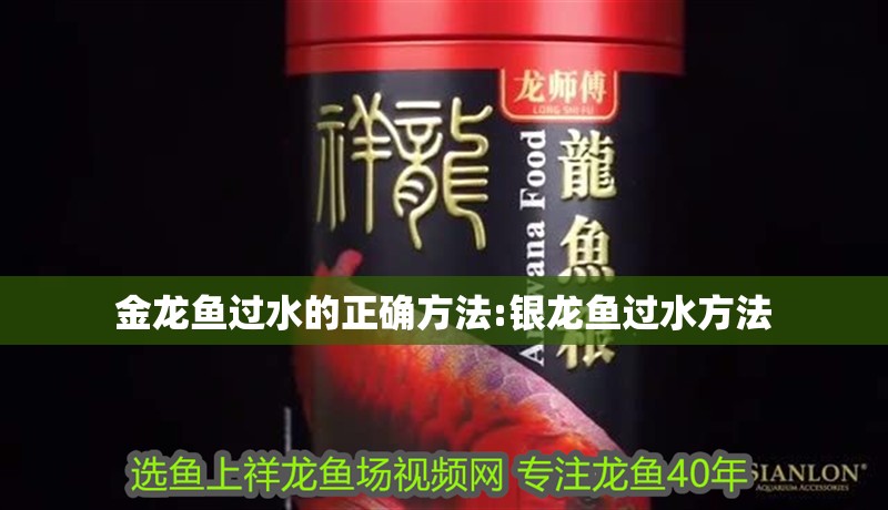 金龍魚過水的正確方法:銀龍魚過水方法