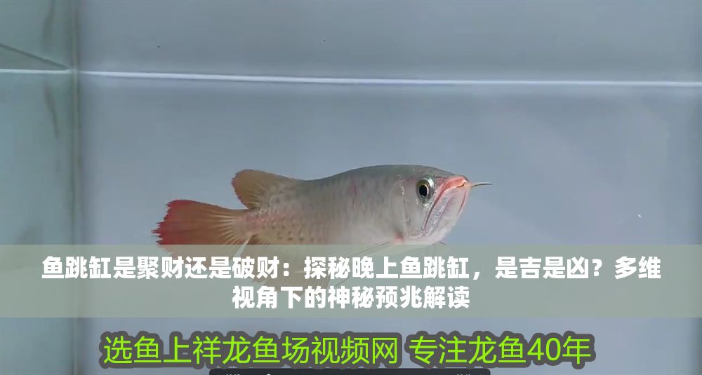 魚跳缸是聚財還是破財：探秘晚上魚跳缸，是吉是兇？多維視角下的神秘預兆解讀