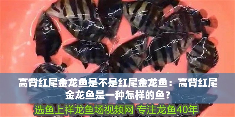 高背紅尾金龍魚是不是紅尾金龍魚：高背紅尾金龍魚是一種怎樣的魚？