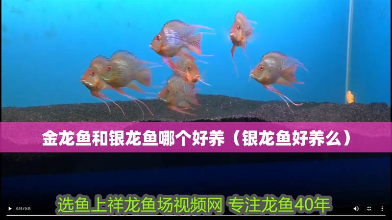 金龍魚和銀龍魚哪個(gè)好養(yǎng)（銀龍魚好養(yǎng)么）
