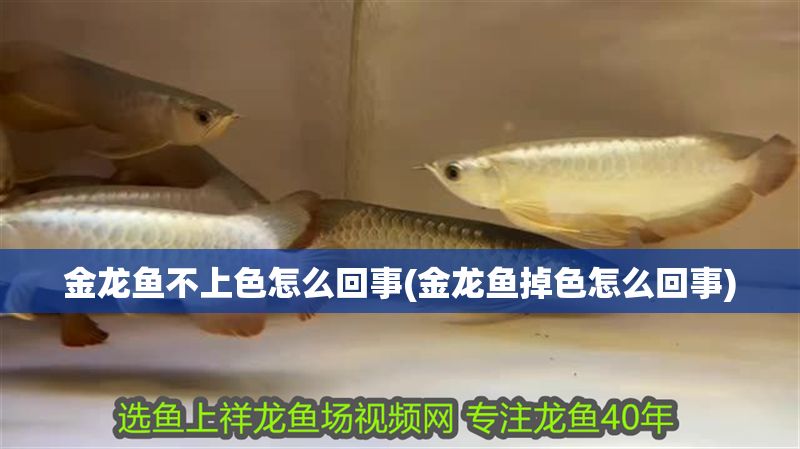 金龍魚(yú)不上色怎么回事(金龍魚(yú)掉色怎么回事)