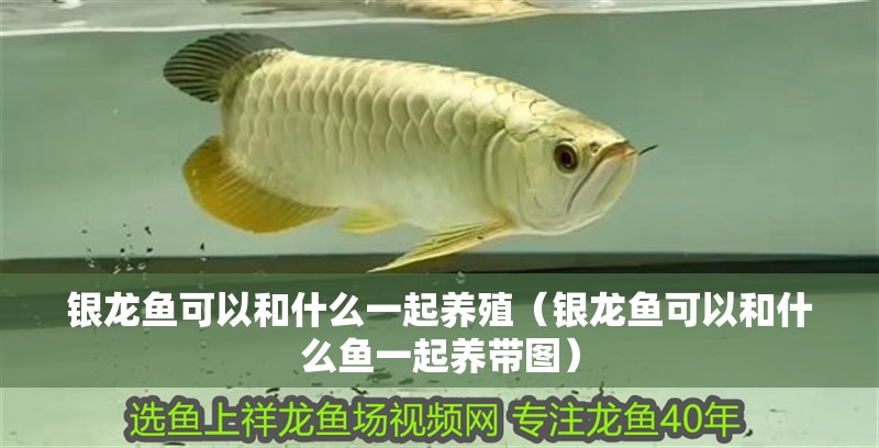 銀龍魚可以和什么一起養殖（銀龍魚可以和什么魚一起養帶圖） 銀龍魚可以和什么一起養殖（銀龍魚可以和什么魚一起養帶圖） 銀龍魚百科