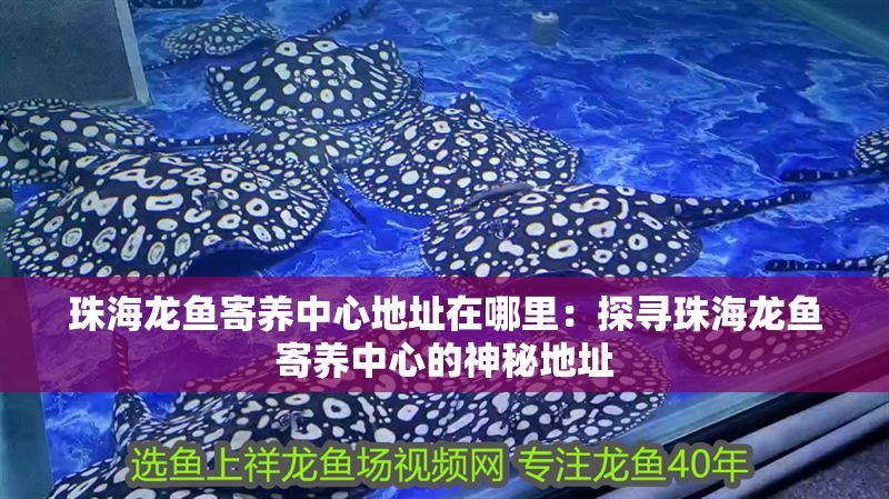 珠海龍魚寄養中心地址在哪里：探尋珠海龍魚寄養中心的神秘地址