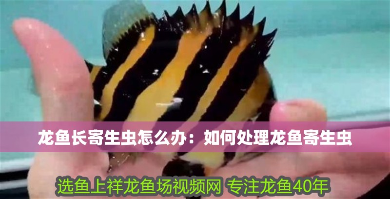 龍魚長寄生蟲怎么辦：如何處理龍魚寄生蟲