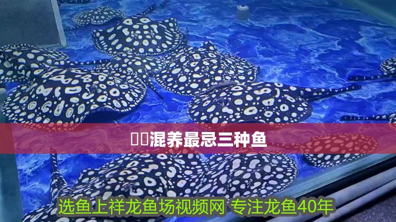 鳑鲏混養最忌三種魚 鳑鲏混養最忌三種魚 龍魚論壇