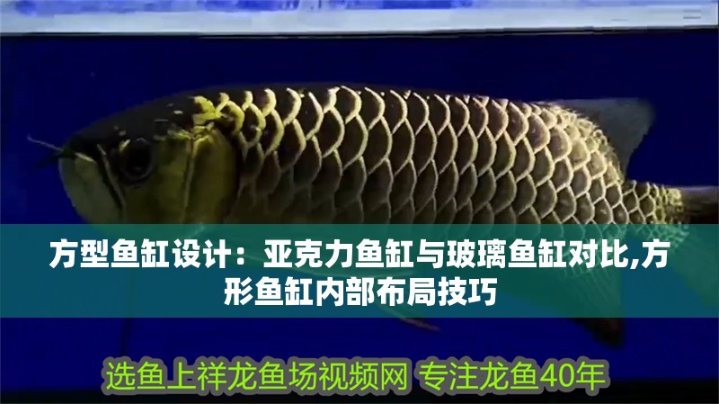 方型魚缸設計：亞克力魚缸與玻璃魚缸對比,方形魚缸內部布局技巧