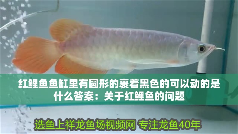 紅鯉魚魚缸里有圓形的裹著黑色的可以動的是什么答案：關于紅鯉魚的問題