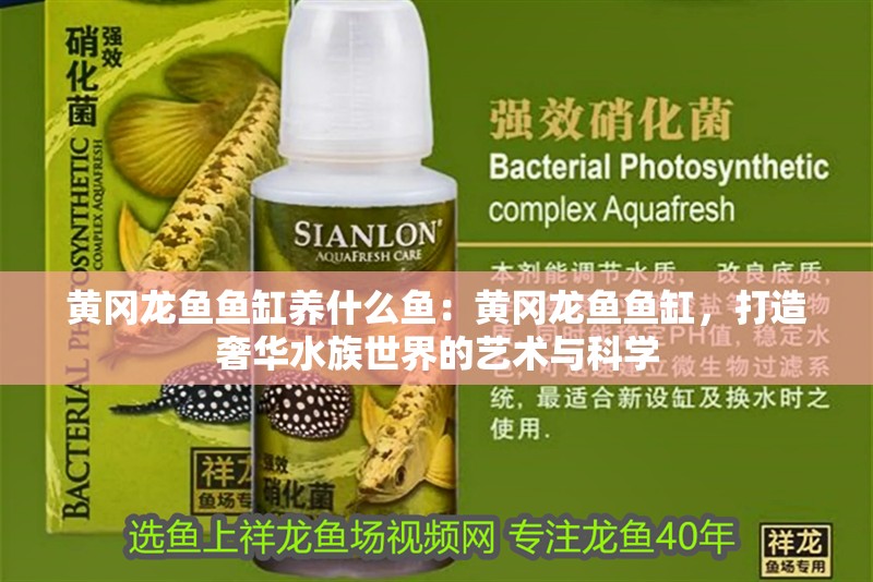 黃岡龍魚魚缸養(yǎng)什么魚：黃岡龍魚魚缸，打造奢華水族世界的藝術與科學