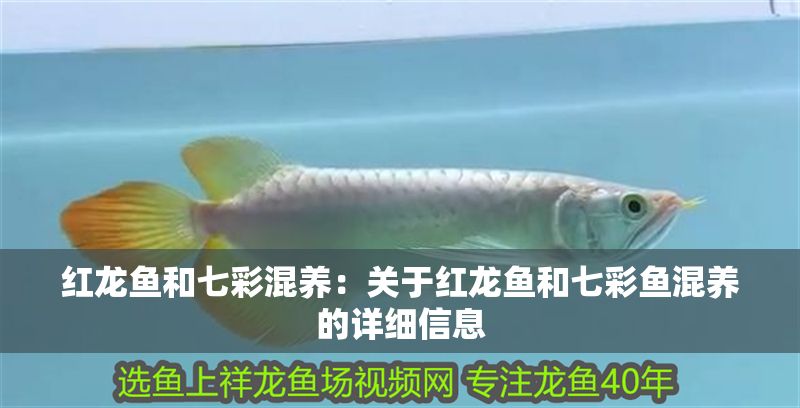 紅龍魚和七彩混養：關于紅龍魚和七彩魚混養的詳細信息