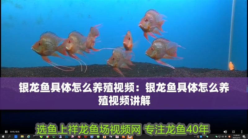 紅龍魚用黃燈烤有用嗎 銀龍魚具體怎么養(yǎng)殖視頻:銀龍魚具體怎么養(yǎng)殖視頻講解 銀龍魚百科 銀龍魚具體怎么養(yǎng)殖視頻:銀龍魚具體怎么養(yǎng)殖視頻講解 銀龍魚具體怎么養(yǎng)殖視頻:銀龍魚具體怎么養(yǎng)殖視頻講解 銀龍魚百科