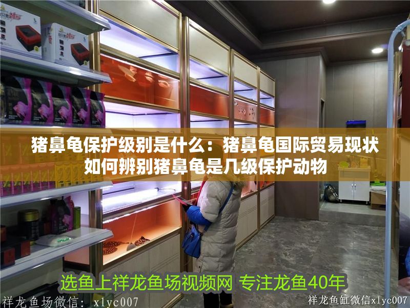 豬鼻龜保護級別是什么：豬鼻龜國際貿(mào)易現(xiàn)狀如何辨別豬鼻龜是幾級保護動物