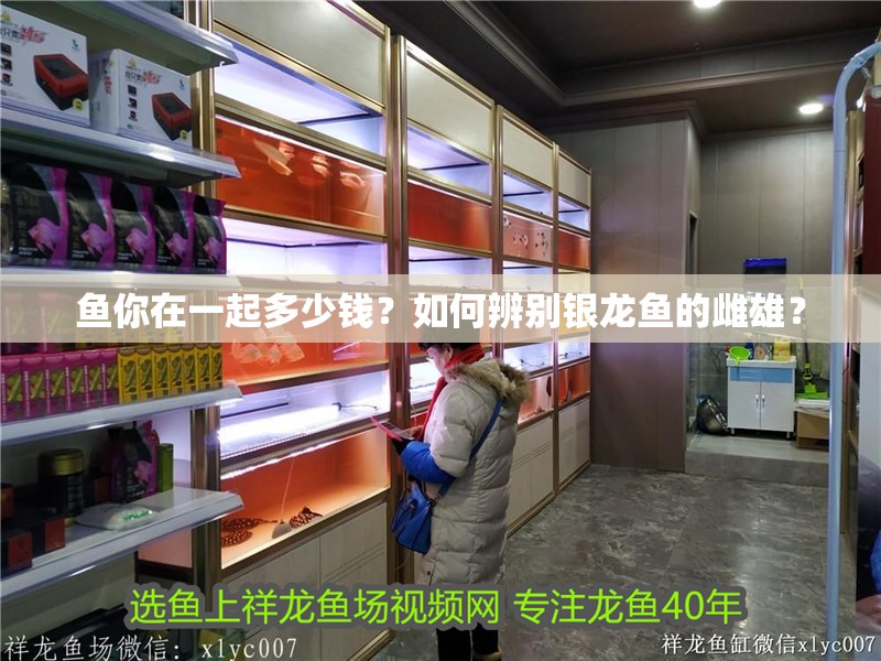 魚你在一起多少錢？如何辨別銀龍魚的雌雄？ 魚你在一起多少錢？如何辨別銀龍魚的雌雄？ 銀龍魚百科