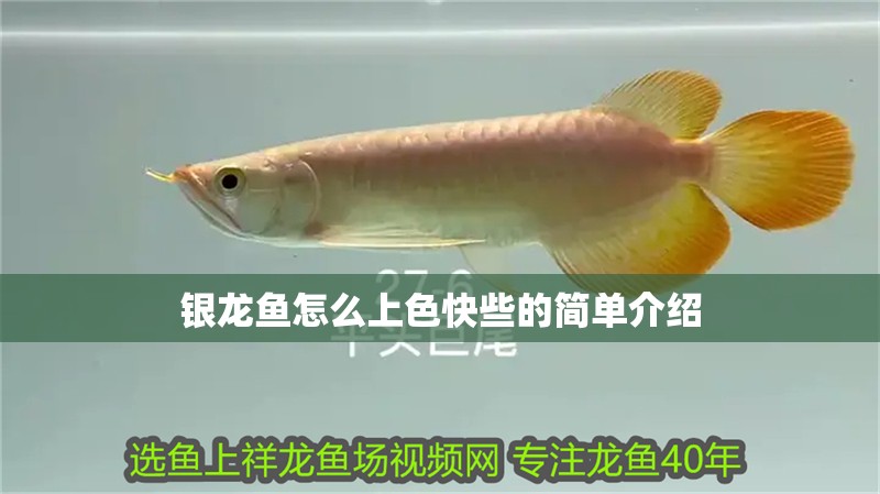銀龍魚怎么上色快些的簡單介紹 銀龍魚怎么上色快些的簡單介紹 銀龍魚百科