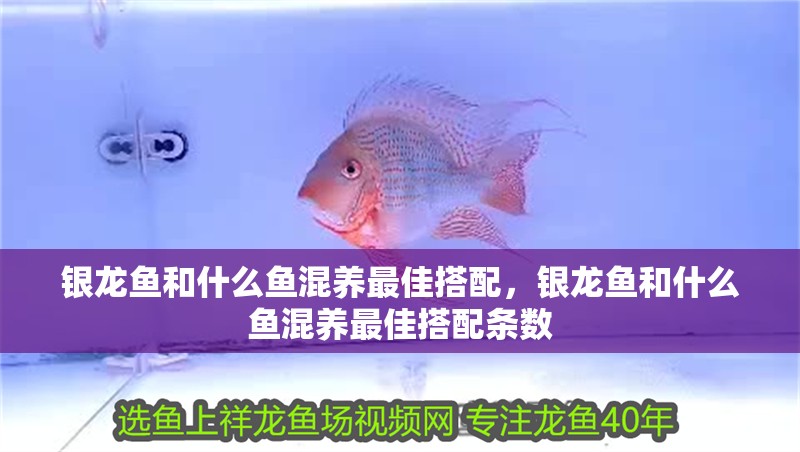 銀龍魚(yú)和什么魚(yú)混養(yǎng)最佳搭配，銀龍魚(yú)和什么魚(yú)混養(yǎng)最佳搭配條數(shù)