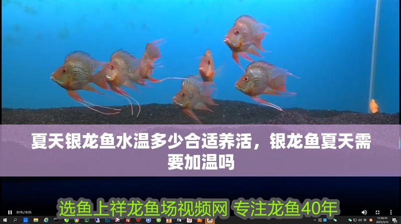 夏天銀龍魚水溫多少合適養活，銀龍魚夏天需要加溫嗎