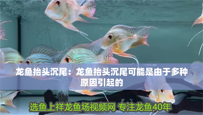 龍魚抬頭沉尾：龍魚抬頭沉尾可能是由于多種原因引起的