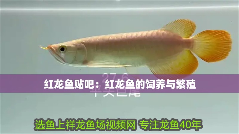 紅龍魚貼吧：紅龍魚的飼養(yǎng)與繁殖 紅龍魚貼吧：紅龍魚的飼養(yǎng)與繁殖 龍魚百科