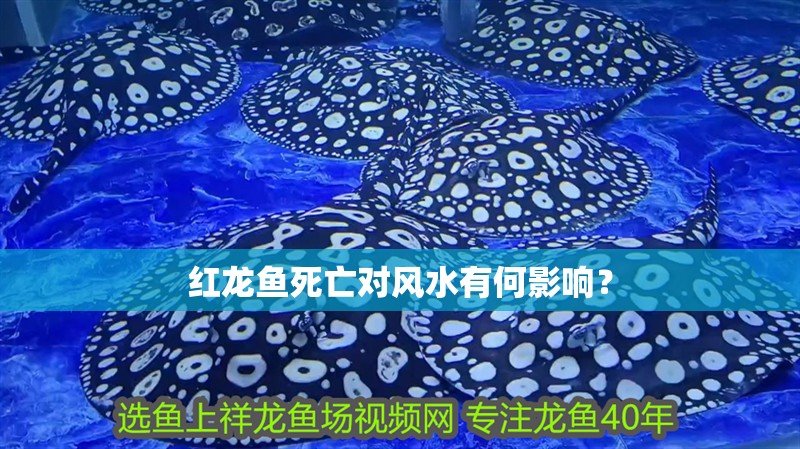 紅龍魚死亡對風水有何影響？ 紅龍魚死亡對風水有何影響？ 龍魚百科