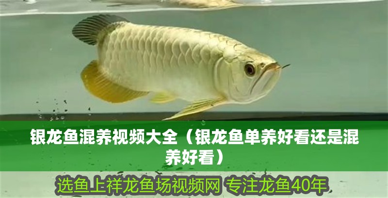銀龍魚混養視頻大全（銀龍魚單養好看還是混養好看）