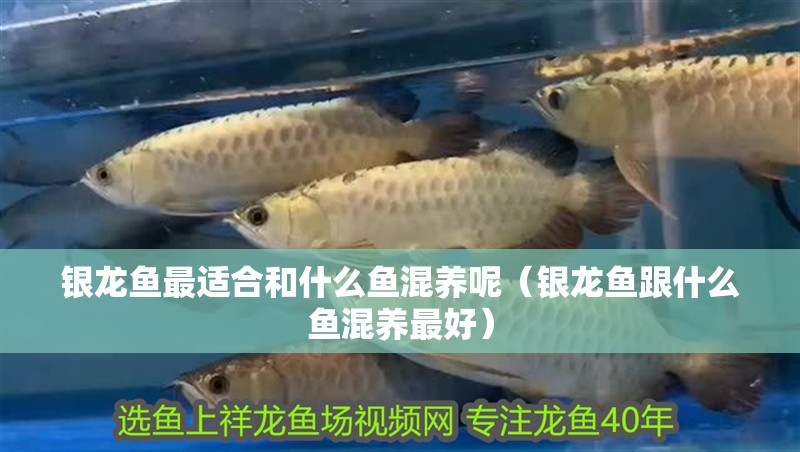 銀龍魚最適合和什么魚混養(yǎng)呢（銀龍魚跟什么魚混養(yǎng)最好）