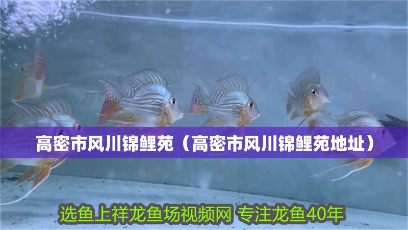 高密市風川錦鯉苑（高密市風川錦鯉苑地址）
