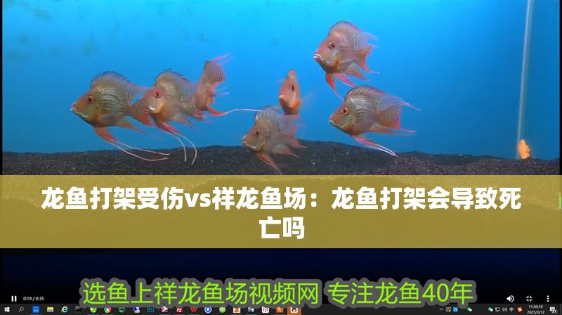 龍魚打架受傷vs祥龍魚場(chǎng)：龍魚打架會(huì)導(dǎo)致死亡嗎