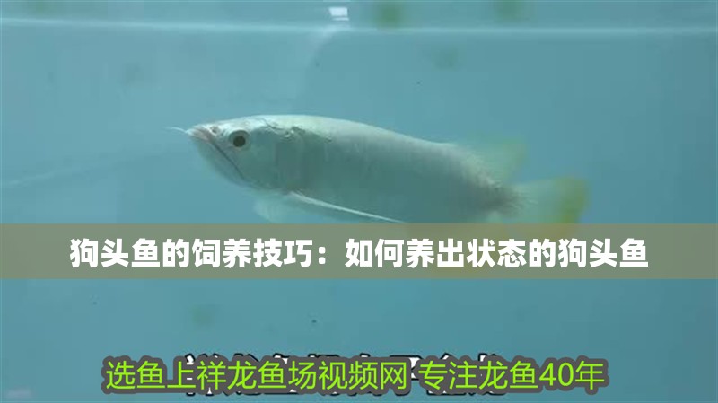狗頭魚的飼養技巧：如何養出狀態的狗頭魚