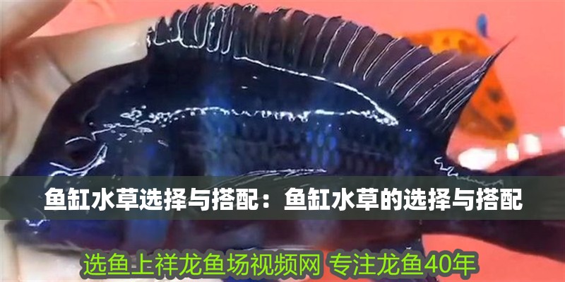 魚缸水草選擇與搭配：魚缸水草的選擇與搭配