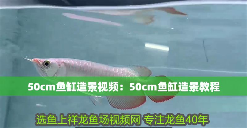 50cm魚缸造景視頻:50cm魚缸造景教程 魚缸百科 第2張 50cm魚缸造景視頻:50cm魚缸造景教程 50cm魚缸造景視頻:50cm魚缸造景教程 魚缸百科 第2張