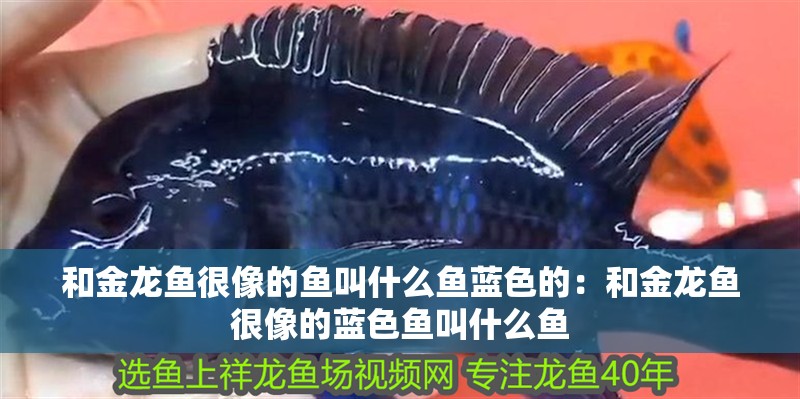 和金龍魚很像的魚叫什么魚藍色的：和金龍魚很像的藍色魚叫什么魚 和金龍魚很像的魚叫什么魚藍色的：和金龍魚很像的藍色魚叫什么魚 龍魚百科