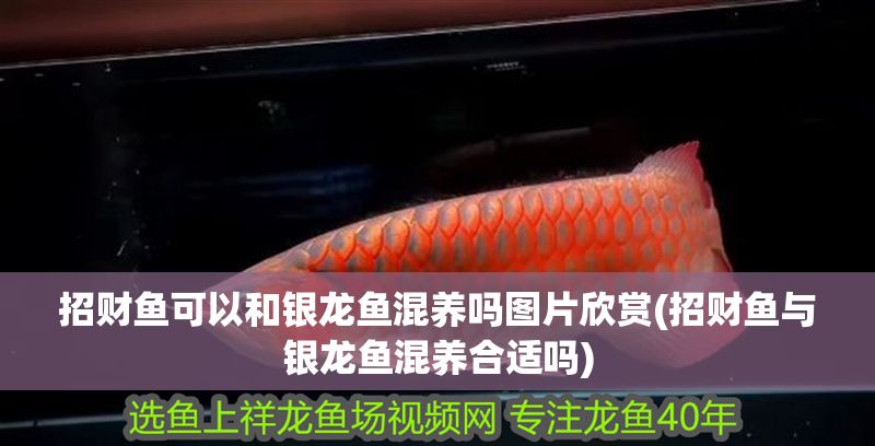 招財魚可以和銀龍魚混養嗎圖片欣賞(招財魚與銀龍魚混養合適嗎) 銀龍魚百科 第1張 招財魚可以和銀龍魚混養嗎圖片欣賞(招財魚與銀龍魚混養合適嗎) 招財魚可以和銀龍魚混養嗎圖片欣賞(招財魚與銀龍魚混養合適嗎) 銀龍魚百科 第1張