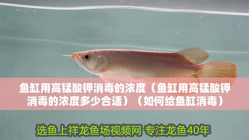 魚缸用高錳酸鉀消毒的濃度（魚缸用高錳酸鉀消毒的濃度多少合適）（如何給魚缸消毒）