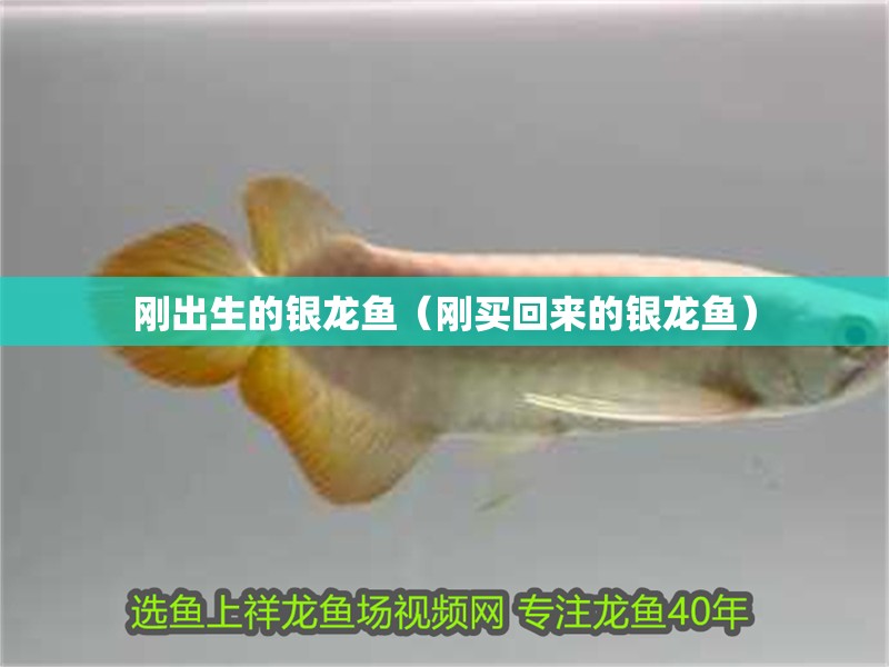 剛出生的銀龍魚（剛買回來(lái)的銀龍魚） 剛出生的銀龍魚（剛買回來(lái)的銀龍魚） 銀龍魚百科
