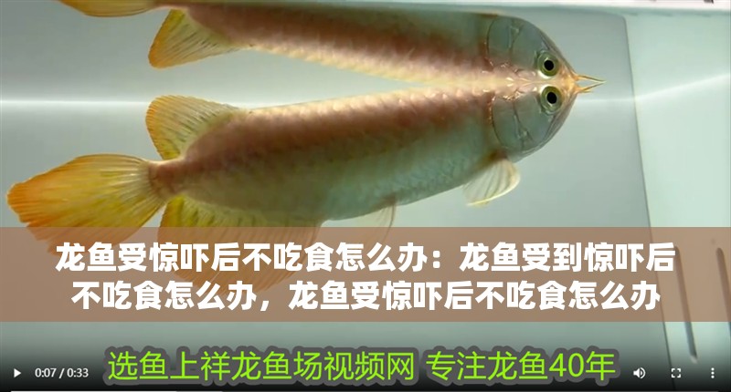 龍魚受驚嚇后不吃食怎么辦：龍魚受到驚嚇后不吃食怎么辦，龍魚受驚嚇后不吃食怎么辦