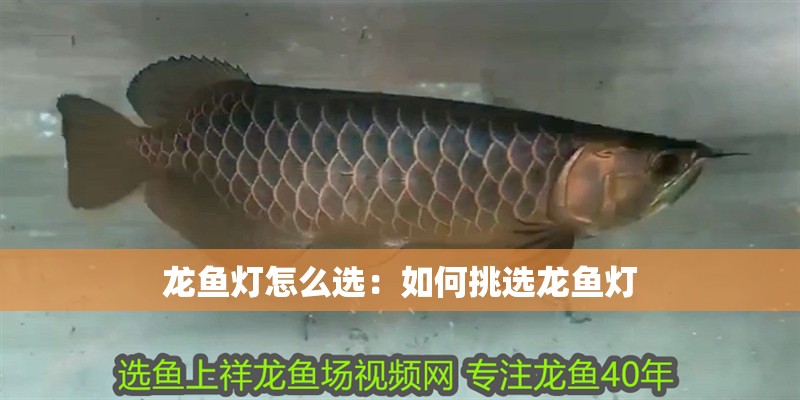 龍魚燈怎么選：如何挑選龍魚燈 龍魚燈怎么選：如何挑選龍魚燈 龍魚百科