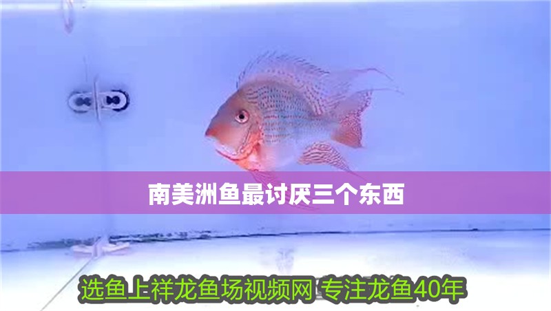南美洲魚最討厭三個東西