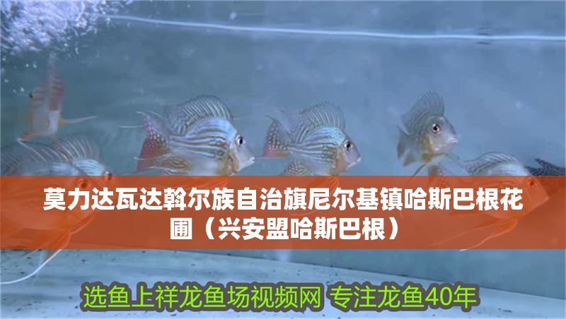 莫力達瓦達斡爾族自治旗尼爾基鎮哈斯巴根花圃（興安盟哈斯巴根）