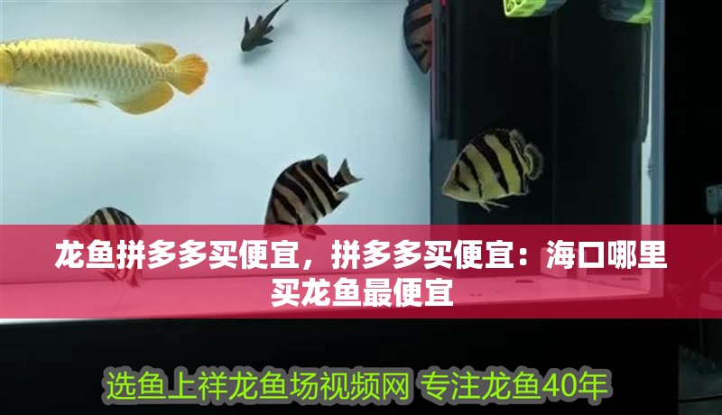 龍魚拼多多買便宜，拼多多買便宜：海口哪里買龍魚最便宜