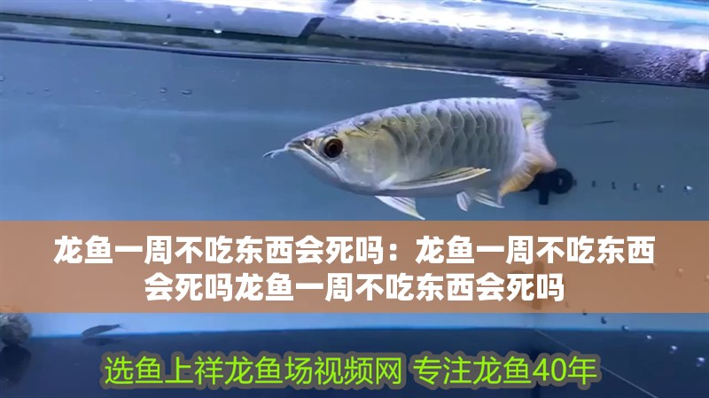 龍魚一周不吃東西會死嗎：龍魚一周不吃東西會死嗎龍魚一周不吃東西會死嗎