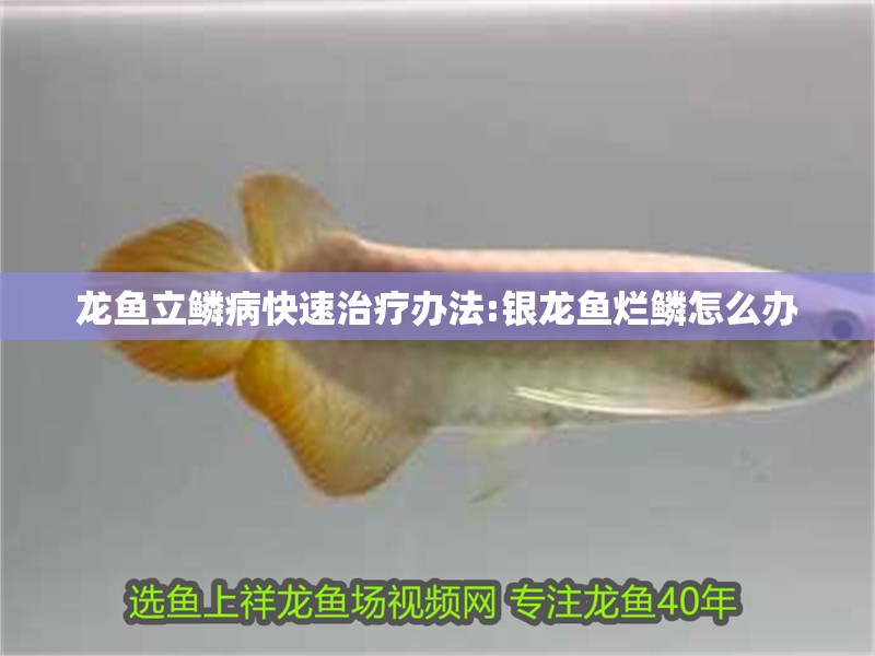龍魚立鱗病快速治療辦法:銀龍魚爛鱗怎么辦