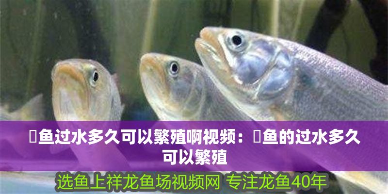 魟魚過(guò)水多久可以繁殖啊視頻：魟魚的過(guò)水多久可以繁殖