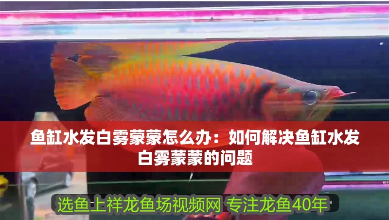 魚(yú)缸水發(fā)白霧蒙蒙怎么辦：如何解決魚(yú)缸水發(fā)白霧蒙蒙的問(wèn)題