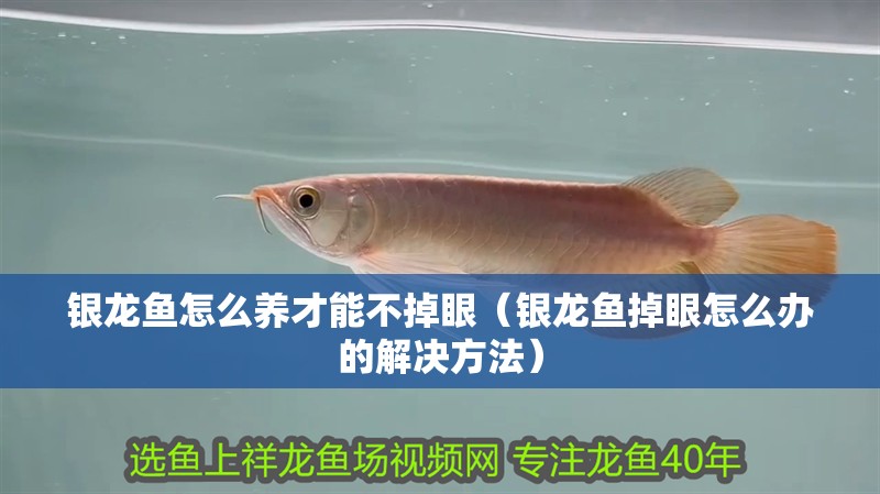 銀龍魚(yú)怎么養(yǎng)才能不掉眼（銀龍魚(yú)掉眼怎么辦的解決方法）
