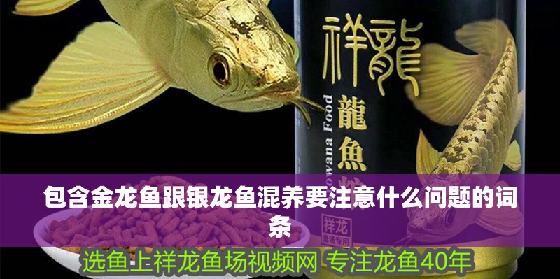 包含金龍魚跟銀龍魚混養要注意什么問題的詞條 包含金龍魚跟銀龍魚混養要注意什么問題的詞條 銀龍魚百科
