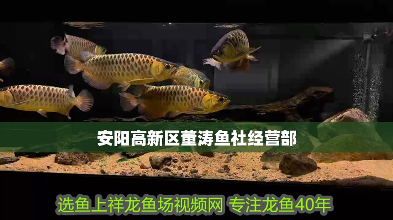 安陽高新區董濤魚社經營部