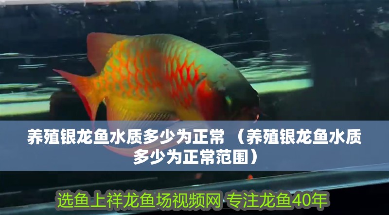 養殖銀龍魚水質多少為正常 （養殖銀龍魚水質多少為正常范圍）
